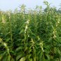 White Sesame, Semen Sesami Seed 20000 PCS, Sesamum Indicum Bai Zhi Ma