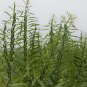 White Sesame, Semen Sesami Seed 20000 PCS, Sesamum Indicum Bai Zhi Ma