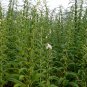 White Sesame, Semen Sesami Seed 20000 PCS, Sesamum Indicum Bai Zhi Ma