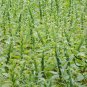 White Sesame, Semen Sesami Seed 20000 PCS, Sesamum Indicum Bai Zhi Ma
