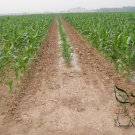 Sweet Corn, Corn Maize Seed 300 PCS, Zea Mays Tian Yumi