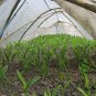 Sweet Corn, Corn Maize Seed 300 PCS, Zea Mays Tian Yumi