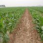 Sweet Corn, Corn Maize Seed 300 PCS, Zea Mays Tian Yumi