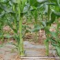 Sweet Corn, Corn Maize Seed 300 PCS, Zea Mays Tian Yumi