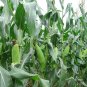Sweet Corn, Corn Maize Seed 300 PCS, Zea Mays Tian Yumi