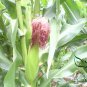 Sweet Corn, Corn Maize Seed 300 PCS, Zea Mays Tian Yumi