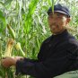 Sweet Corn, Corn Maize Seed 300 PCS, Zea Mays Tian Yumi