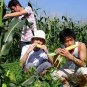 Sweet Corn, Corn Maize Seed 300 PCS, Zea Mays Tian Yumi
