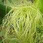 Strawberry Maize, Fruit Corn Seed 300 PCS, Zea Mays Caomei Yu Mi