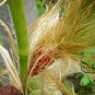 Strawberry Maize, Fruit Corn Seed 300 PCS, Zea Mays Caomei Yu Mi