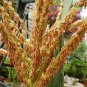 Strawberry Maize, Fruit Corn Seed 300 PCS, Zea Mays Caomei Yu Mi