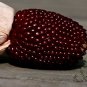 Strawberry Maize, Fruit Corn Seed 300 PCS, Zea Mays Caomei Yu Mi