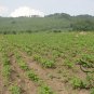 Soya Bean, Glycine Max Seed 200 PCS, Black Soybean Hei Dou