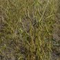 Soya Bean, Glycine Max Seed 200 PCS, Black Soybean Hei Dou