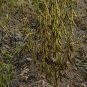 Soya Bean, Glycine Max Seed 200 PCS, Black Soybean Hei Dou