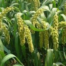 Setaria Italica, Foxtail Millet Seed 20000 PCS, Panicum Italicum Huang Gu Zi