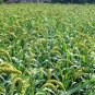 Setaria Italica, Foxtail Millet Seed 20000 PCS, Panicum Italicum Huang Gu Zi