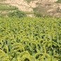 Setaria Italica, Foxtail Millet Seed 20000 PCS, Panicum Italicum Huang Gu Zi
