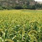 Setaria Italica, Foxtail Millet Seed 20000 PCS, Panicum Italicum Huang Gu Zi
