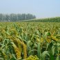 Setaria Italica, Foxtail Millet Seed 20000 PCS, Panicum Italicum Huang Gu Zi