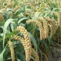 Setaria Italica, Foxtail Millet Seed 20000 PCS, Panicum Italicum Huang Gu Zi