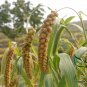 Setaria Italica, Foxtail Millet Seed 20000 PCS, Panicum Italicum Huang Gu Zi