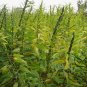 Semen Sesami, Black Sesame Seed 20000 PCS, Sesamum Indicum Hei Zhi Ma