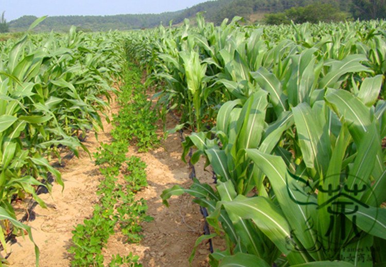 Purple Maize, Zea Mays Seed 300 PCS, Sweet Corn Zi Yumi