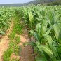 Purple Maize, Zea Mays Seed 300 PCS, Sweet Corn Zi Yumi