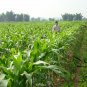 Purple Maize, Zea Mays Seed 300 PCS, Sweet Corn Zi Yumi