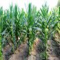Purple Maize, Zea Mays Seed 300 PCS, Sweet Corn Zi Yumi