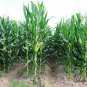 Purple Maize, Zea Mays Seed 300 PCS, Sweet Corn Zi Yumi