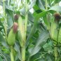 Purple Maize, Zea Mays Seed 300 PCS, Sweet Corn Zi Yumi