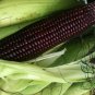 Purple Maize, Zea Mays Seed 300 PCS, Sweet Corn Zi Yumi