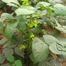 Mung Bean, Vigna Radiata Seed 500 PCS, Green Gram Lvdou