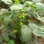 Mung Bean, Vigna Radiata Seed 500 PCS, Green Gram Lvdou