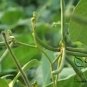 Mung Bean, Vigna Radiata Seed 500 PCS, Green Gram Lvdou