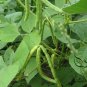 Mung Bean, Vigna Radiata Seed 500 PCS, Green Gram Lvdou