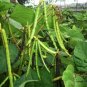 Mung Bean, Vigna Radiata Seed 500 PCS, Green Gram Lvdou