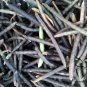 Mung Bean, Vigna Radiata Seed 500 PCS, Green Gram Lvdou