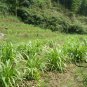 Job's Tears, Coix Chinensis Seed 500 PCS, Coix Lacryma-jobi Yiyi
