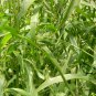 Job's Tears, Coix Chinensis Seed 500 PCS, Coix Lacryma-jobi Yiyi