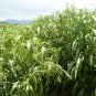 Job's Tears, Coix Chinensis Seed 500 PCS, Coix Lacryma-jobi Yiyi