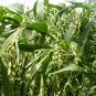 Job's Tears, Coix Chinensis Seed 500 PCS, Coix Lacryma-jobi Yiyi