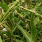 Job's Tears, Coix Chinensis Seed 500 PCS, Coix Lacryma-jobi Yiyi