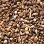 Job's Tears, Coix Chinensis Seed 500 PCS, Coix Lacryma-jobi Yiyi