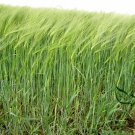Hordeum Vulgare, Barley Grain Seed 2000 PCS, Da Mai