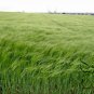 Hordeum Vulgare, Barley Grain Seed 2000 PCS, Da Mai
