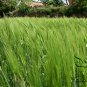 Hordeum Vulgare, Barley Grain Seed 2000 PCS, Da Mai