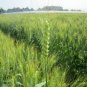 Hordeum Vulgare, Barley Grain Seed 2000 PCS, Da Mai